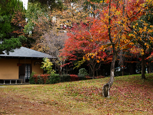 「市民公園内の紅葉」の写真