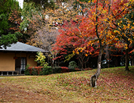 「市民公園内の紅葉」のサムネイル画像