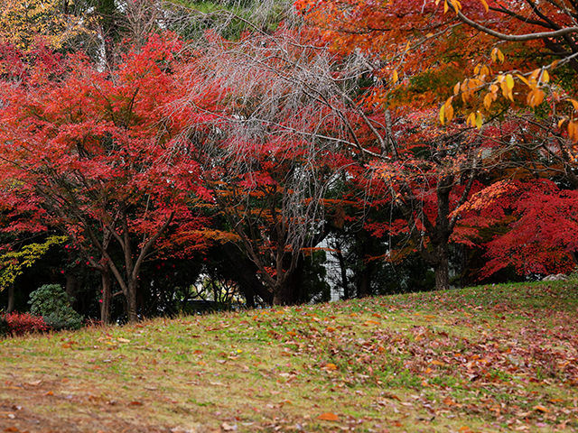 「市民公園内の紅葉」の写真