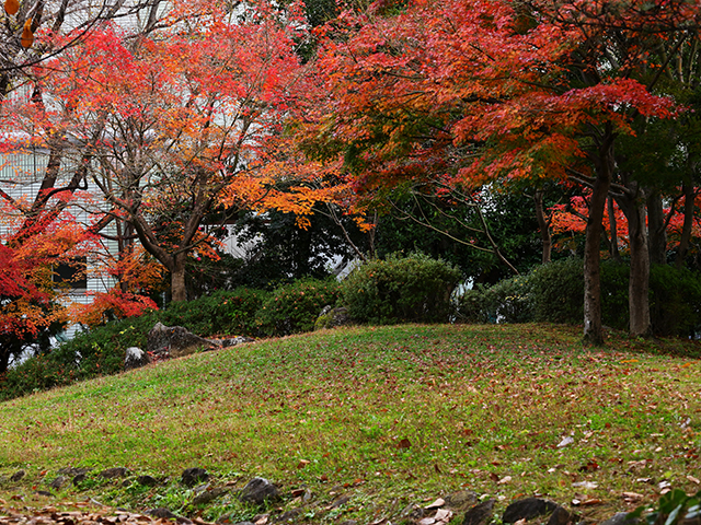 「市民公園内の紅葉」の写真