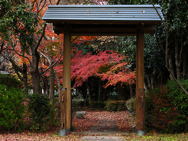 「市民公園内の紅葉」の写真