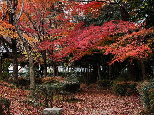 「市民公園内の紅葉」の写真