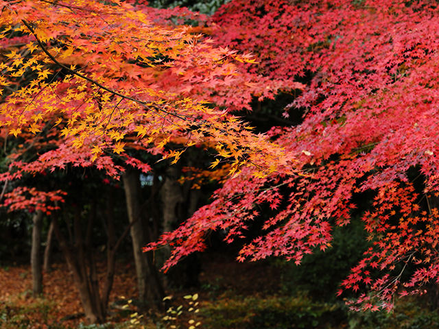 「市民公園内の紅葉」の写真