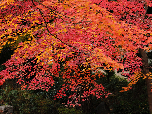 「市民公園内の紅葉」の写真