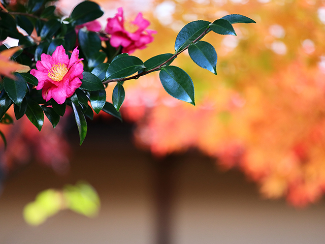 「市民公園内の紅葉」の写真