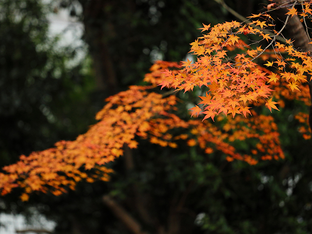 「市民公園内の紅葉」の写真