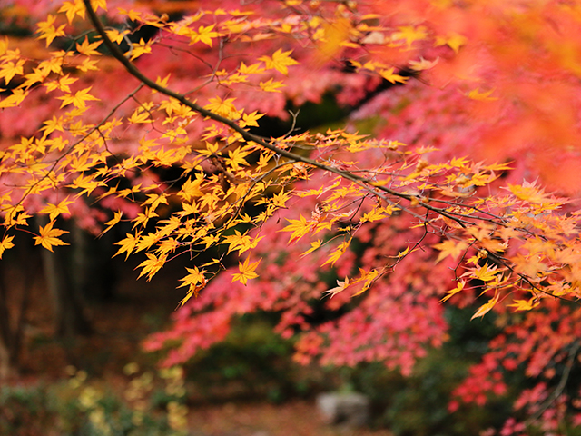 「市民公園内の紅葉」の写真