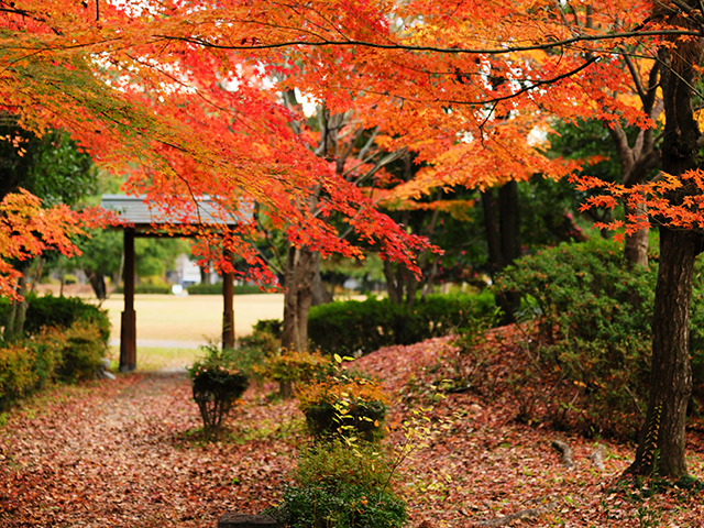 「市民公園内の紅葉」の写真