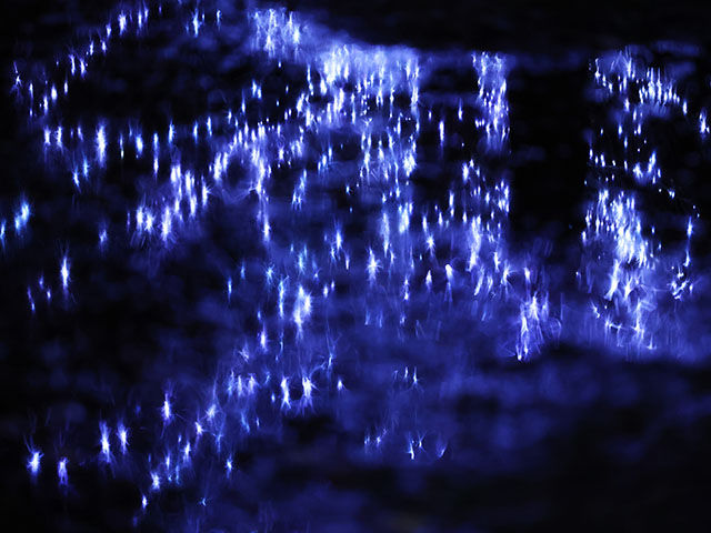 学びの森イルミネーションの画像
