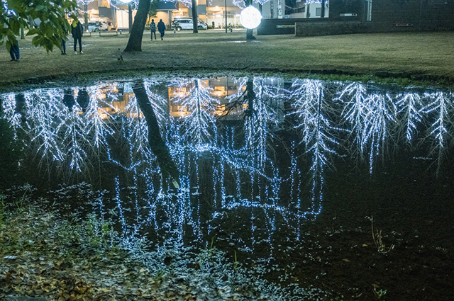 学びの森イルミネーション（管野さん）の画像