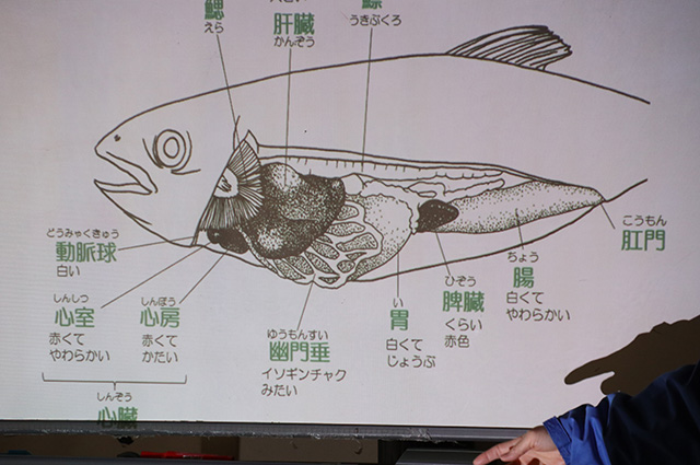 自然体験塾「魚と解剖と燻製づくり体験」の写真