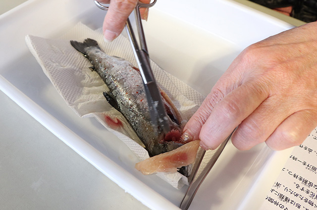 自然体験塾「魚と解剖と燻製づくり体験」の写真