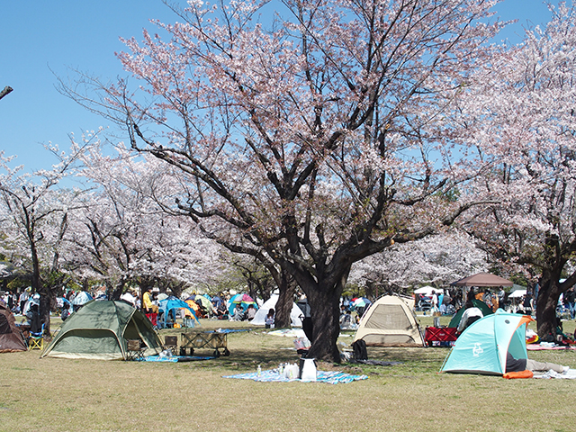 「第47回各務原市桜まつり」の写真