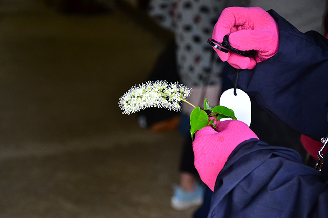 「植物博士と歩く！春の植物観察会〜スミレ～」の写真
