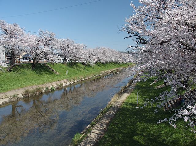 「市内の桜の風景」の写真