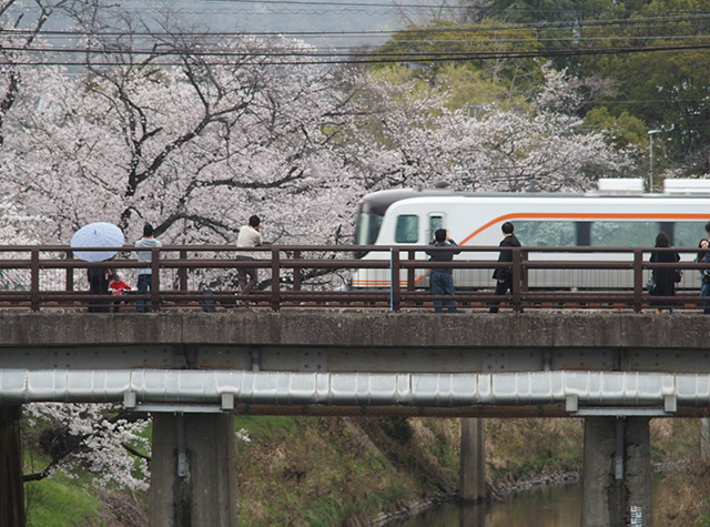 「市内の桜の風景」の写真