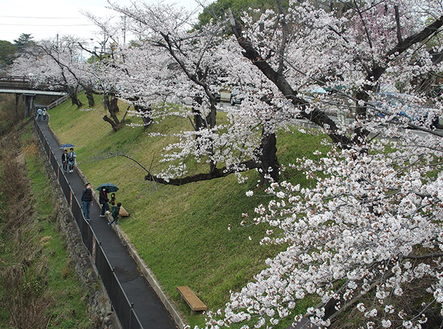 「市内の桜の風景」の写真