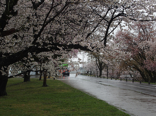 「市内の桜の風景」の写真