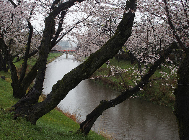 「市内の桜の風景」の写真