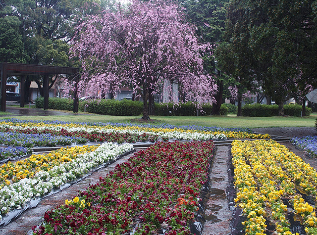 「市内の桜の風景」の写真