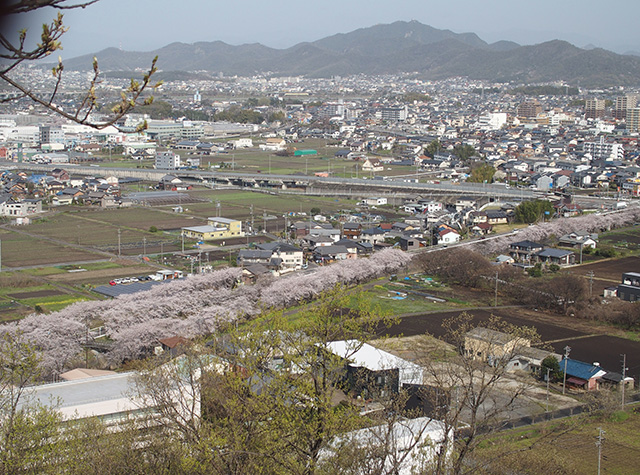 「市内の桜の風景」の写真