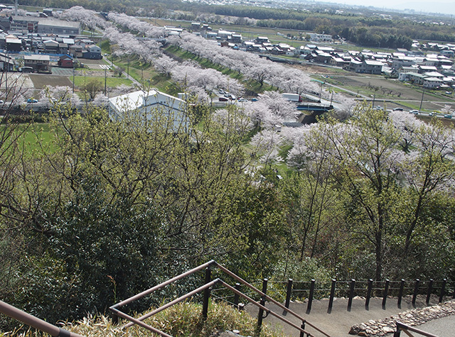 「市内の桜の風景」の写真