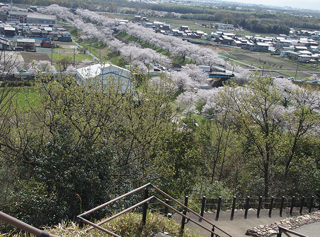 「市内の桜の風景」の写真
