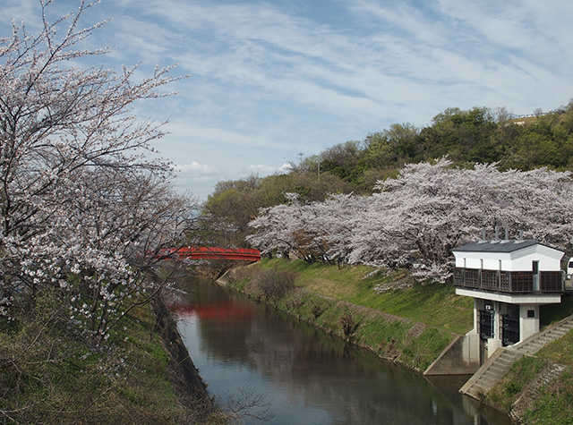 「市内の桜の風景」の写真