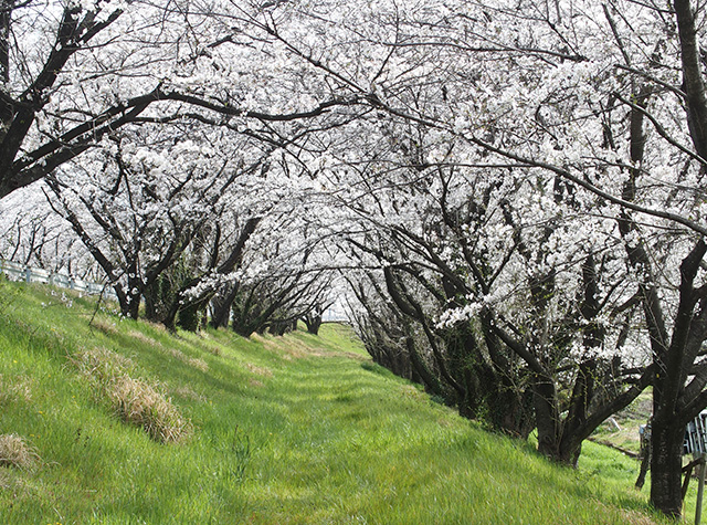 「市内の桜の風景」の写真