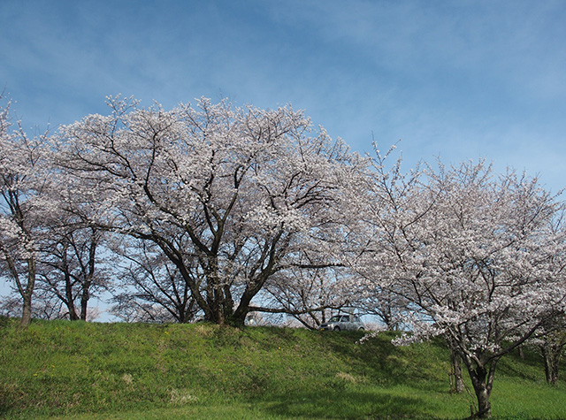 「市内の桜の風景」の写真