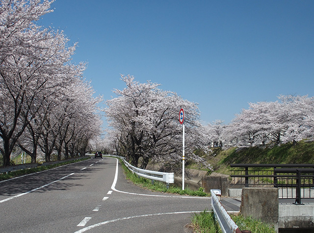 「市内の桜の風景」の写真