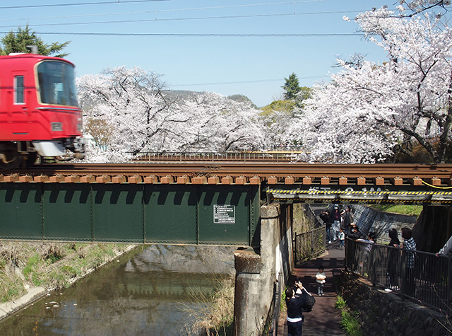 「市内の桜の風景」の写真