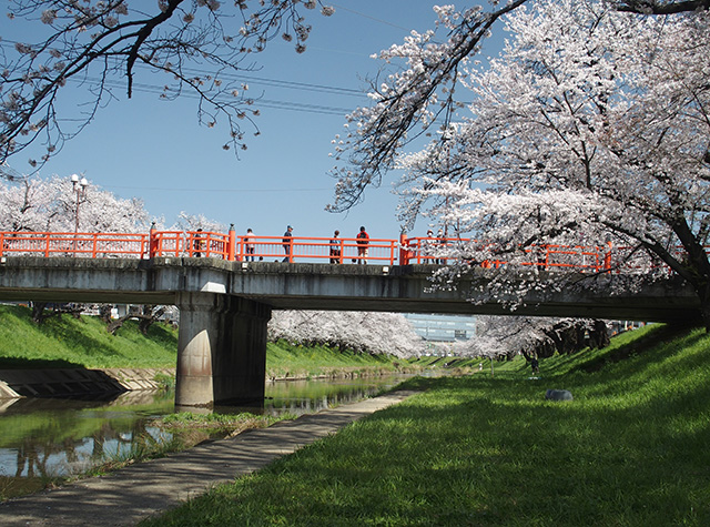 「市内の桜の風景」の写真