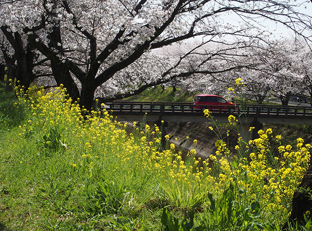 「市内の桜の風景」の写真