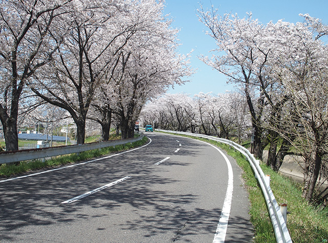 「市内の桜の風景」の写真