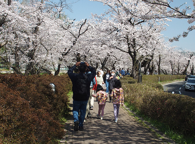 「市内の桜の風景」の写真