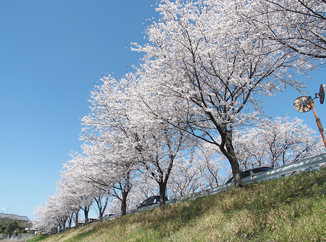 「市内の桜の風景」の写真