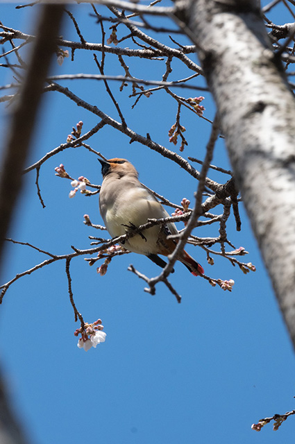 「春の蘇原自然公園」の写真