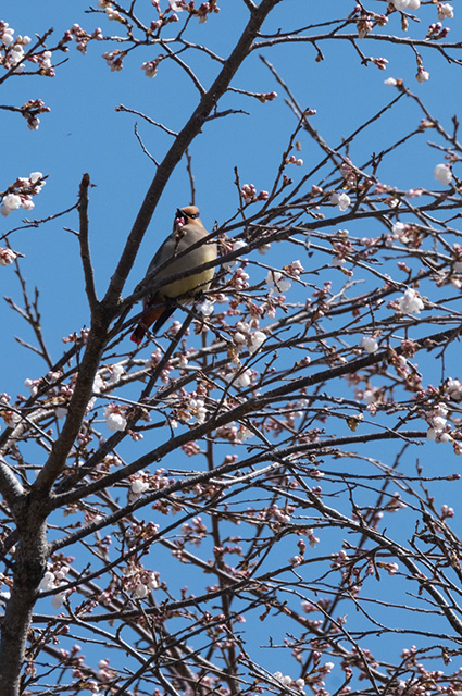 「春の蘇原自然公園」の写真