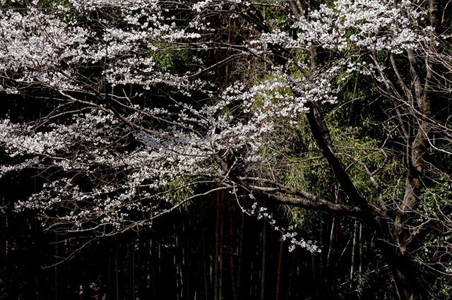 新境川の桜の写真