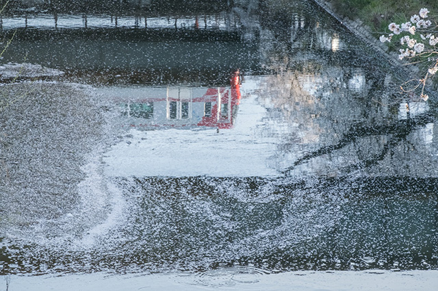 新境川の桜の写真