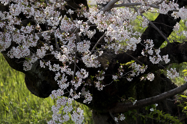 新境川の桜の写真