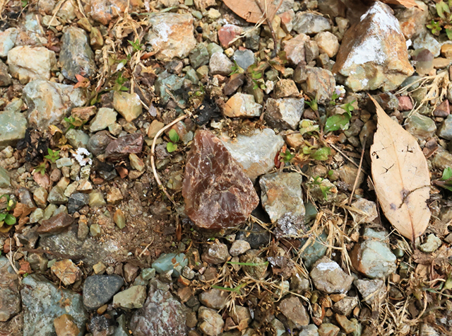 自然体験塾「各務原の地層を、あるいてみにいこう〜足元の石からわかること～」の写真