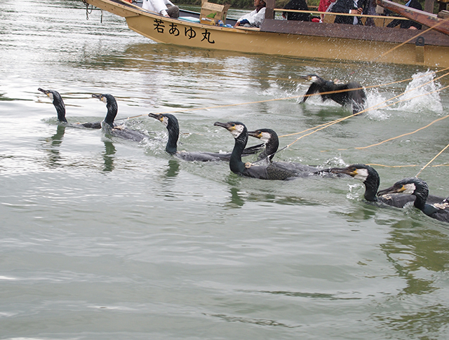 「木曽川鵜飼開き」の写真