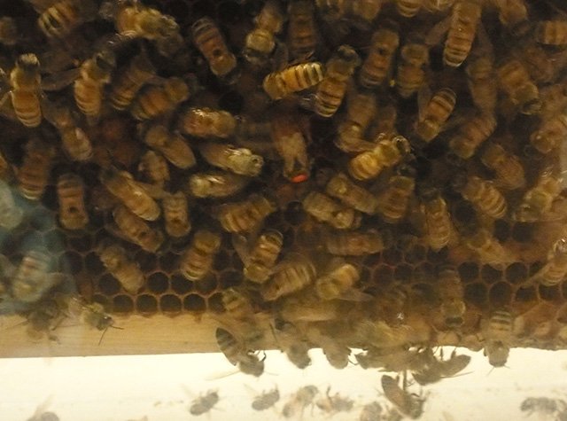ハチの不思議〜ミツバチの観察～の写真