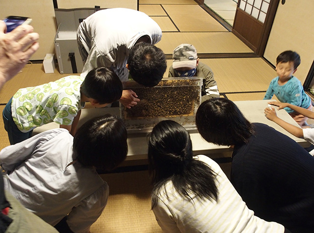 ハチの不思議〜ミツバチの観察～の写真