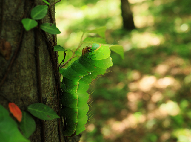 自然体験塾「初夏の昆虫おもしろ楽習」の写真