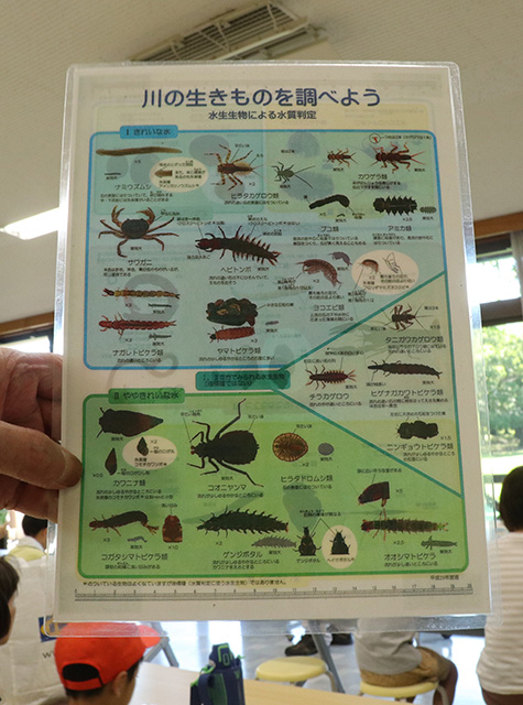 水辺の環境教室（水生昆虫の採取と観察）の写真