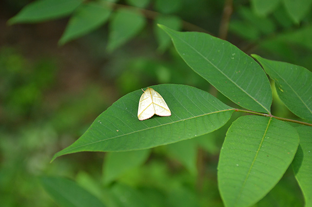 自然体験塾「盛夏の昆虫おもしろ楽習」の写真