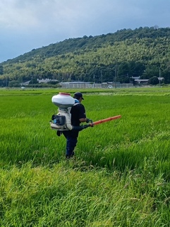 穂肥散布